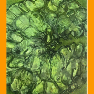 schildpad tor 68/3/400