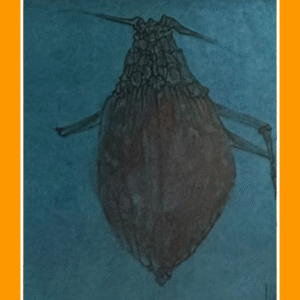 vergeten gouden schildkever