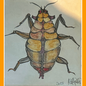 gele geil kever 25/5/80