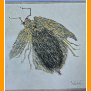 de arendsman goudpoot 25/3/80