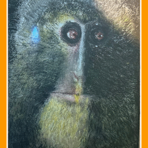 de denker lesula 24/31/80