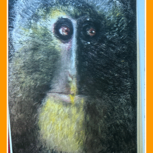 lieve lesula 23/26/80